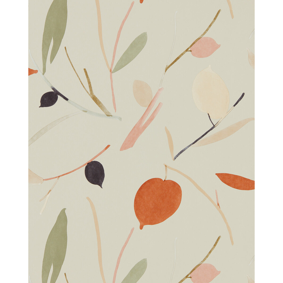 nzaw111996scn0-oxalis-wp-spiceraffia-scion