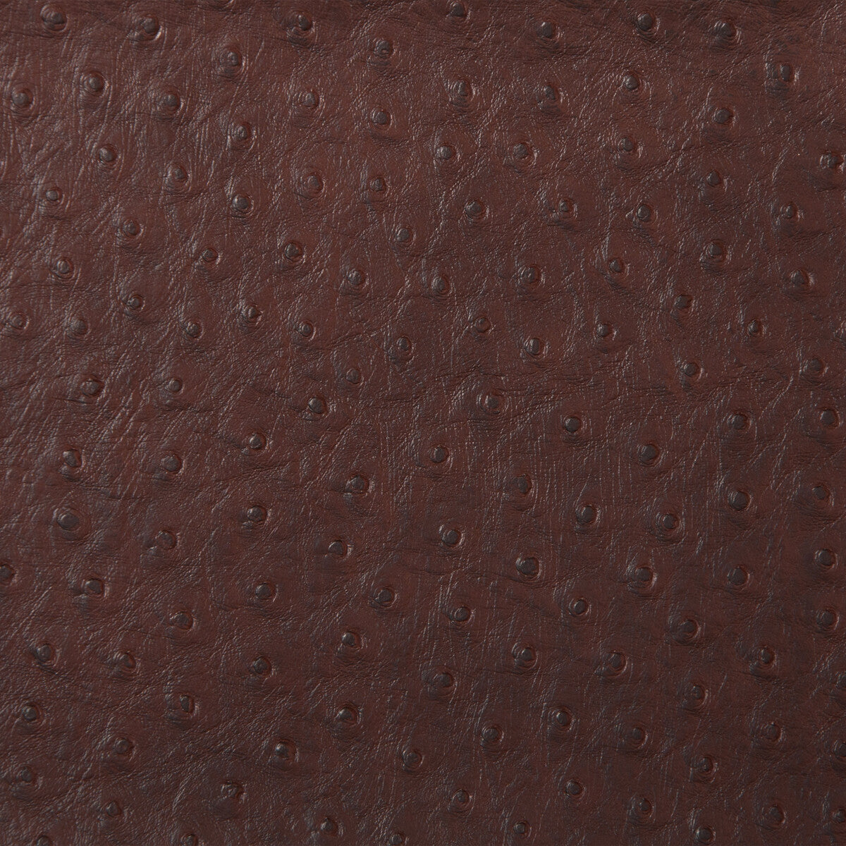 senna660-kravet-design-senna-66-kravet-design