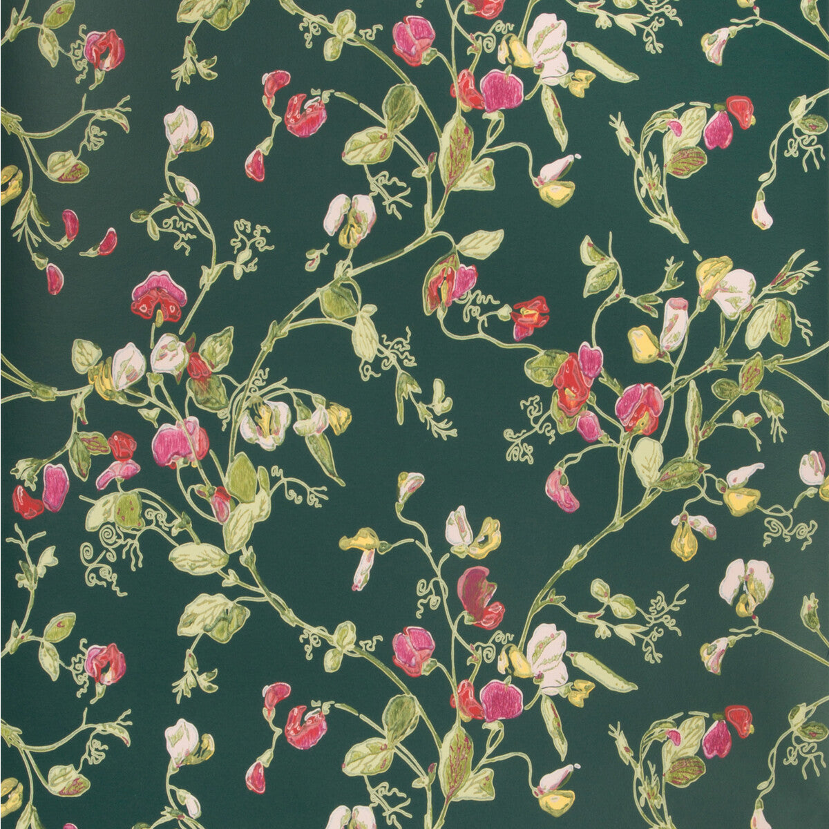 11511033cs0-sweet-pea-cerisemagenvrdn-cole-son - COLE & SON Wallpaper