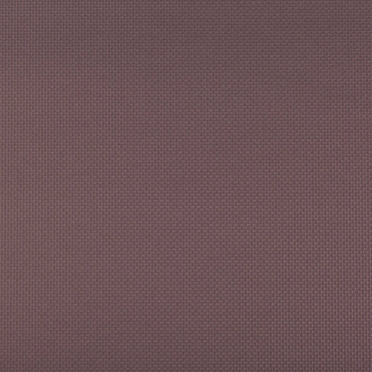 Sidney - Eggplant