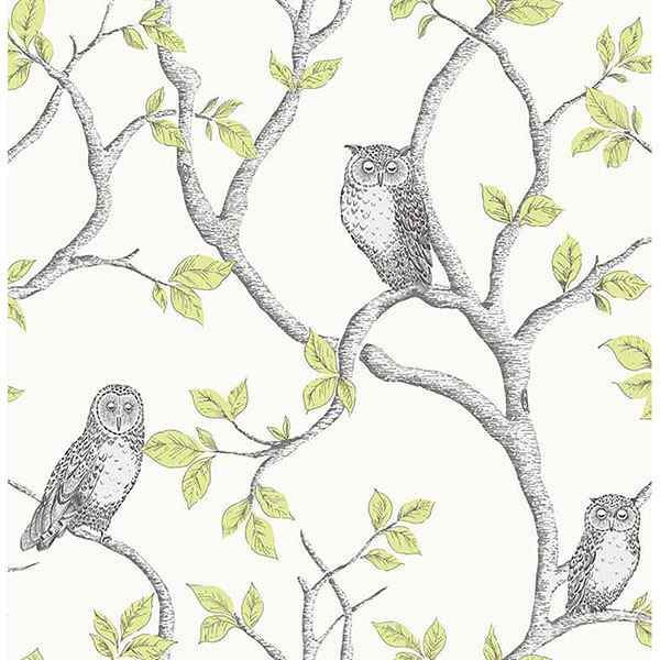 Linden Green Owl Wallpaper - York Wallcoverings - 2900-40637 - York Wallcoverings Wallpaper