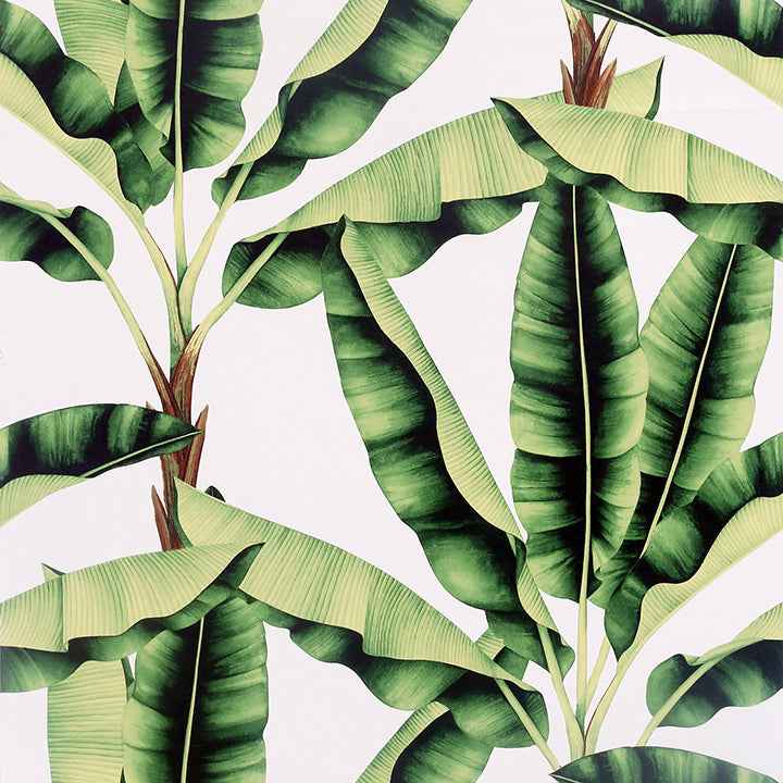 Musa Green Palm Tree Wallpaper - York Wallcoverings - AH909604 - York Wallcoverings Wallpaper