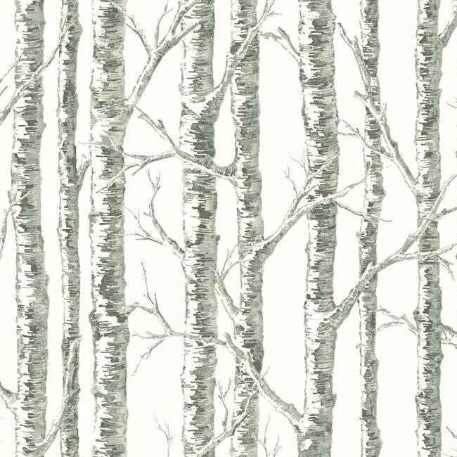 Paper Birch White & Grey Wallpaper - York Wallcoverings - BW3901 - York Wallcoverings Wallpaper