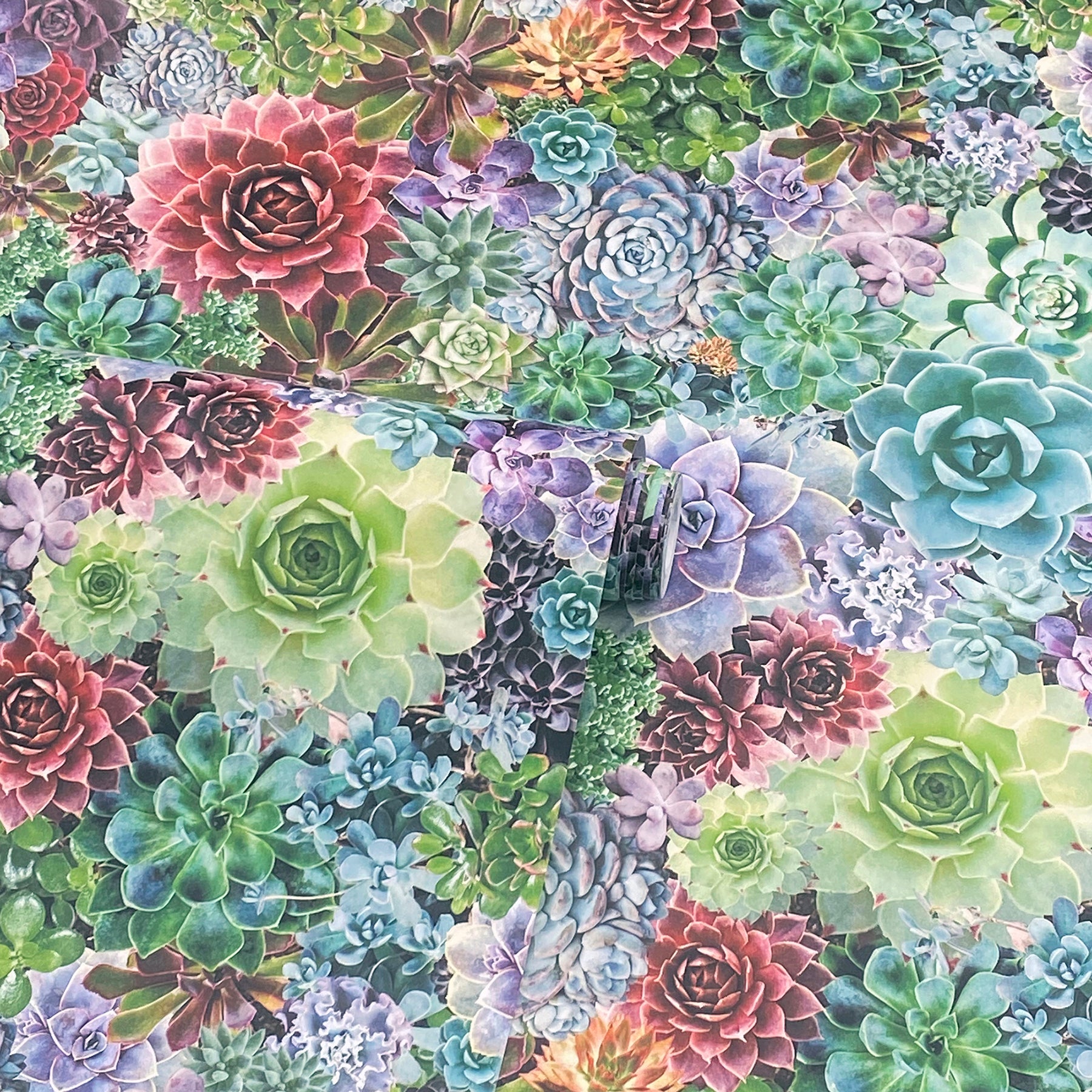 rhea-multicolor-succulents-wallpaper-york-wallcoverings-ah259402 - York Wallcoverings Wallpaper