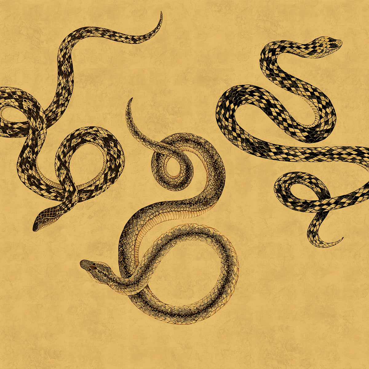 SERPENT-GOLDSCALE-ON-GILDED-METALLIC-LEAF-PHILLIP-JEFFRIES-10602 - Phillip Jeffries Wallpaper Wallcovering