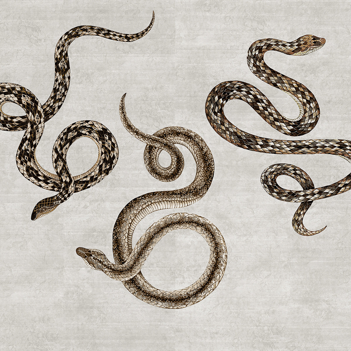 SERPENT-SILVER-PYTHON-ON-STAR-DUST-SILK-PHILLIP-JEFFRIES-10601 - Phillip Jeffries Wallpaper Wallcovering