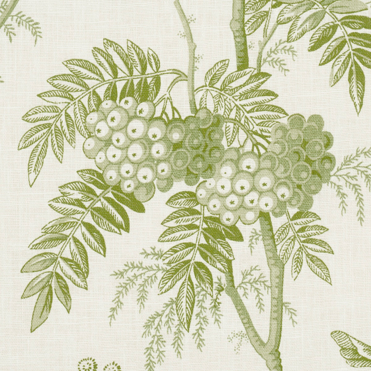 BRANTWOOD-VINE-LEAF-SCHUMACHER-174114 - Schumacher Tela