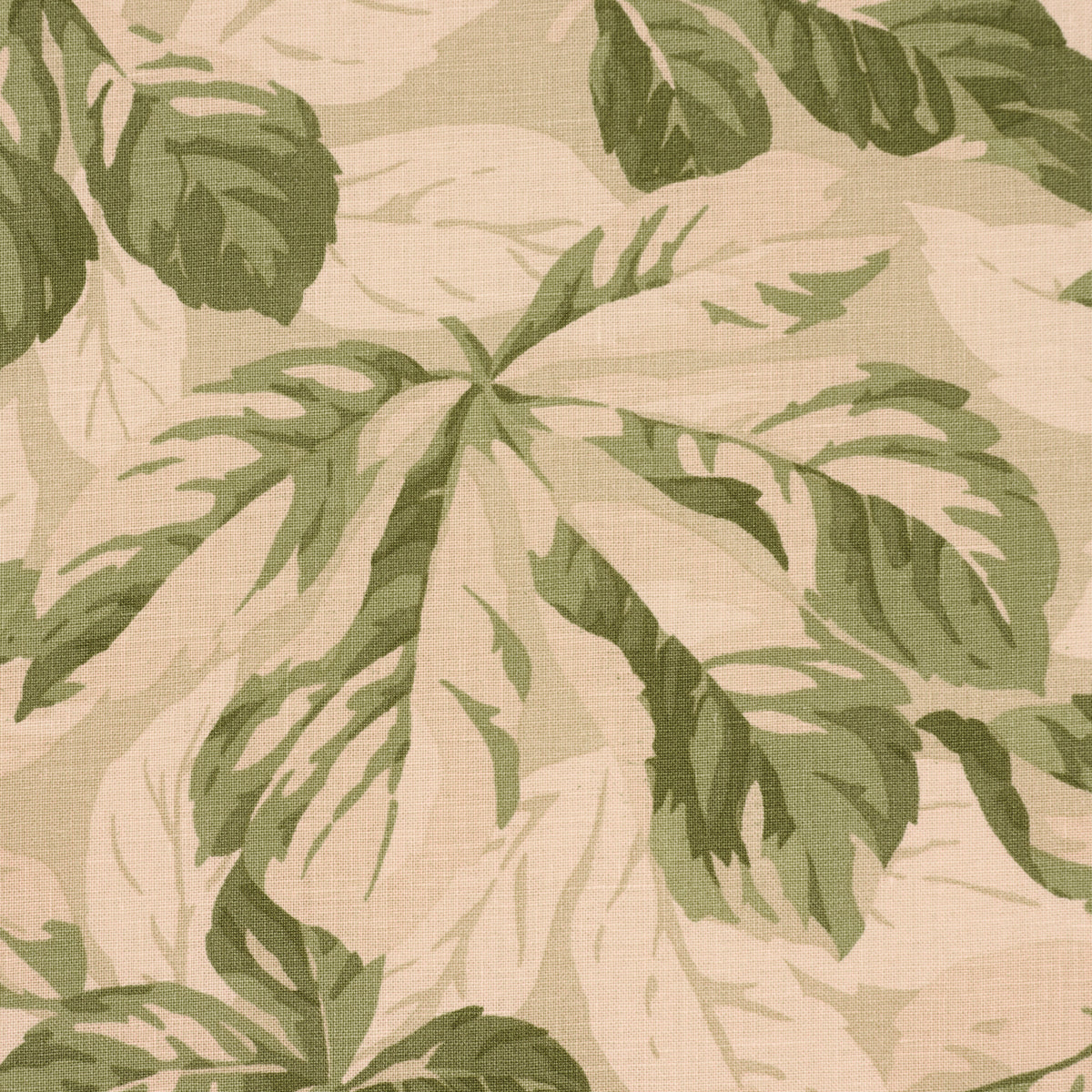 ARBOREAL-SAGE-SCHUMACHER-182650