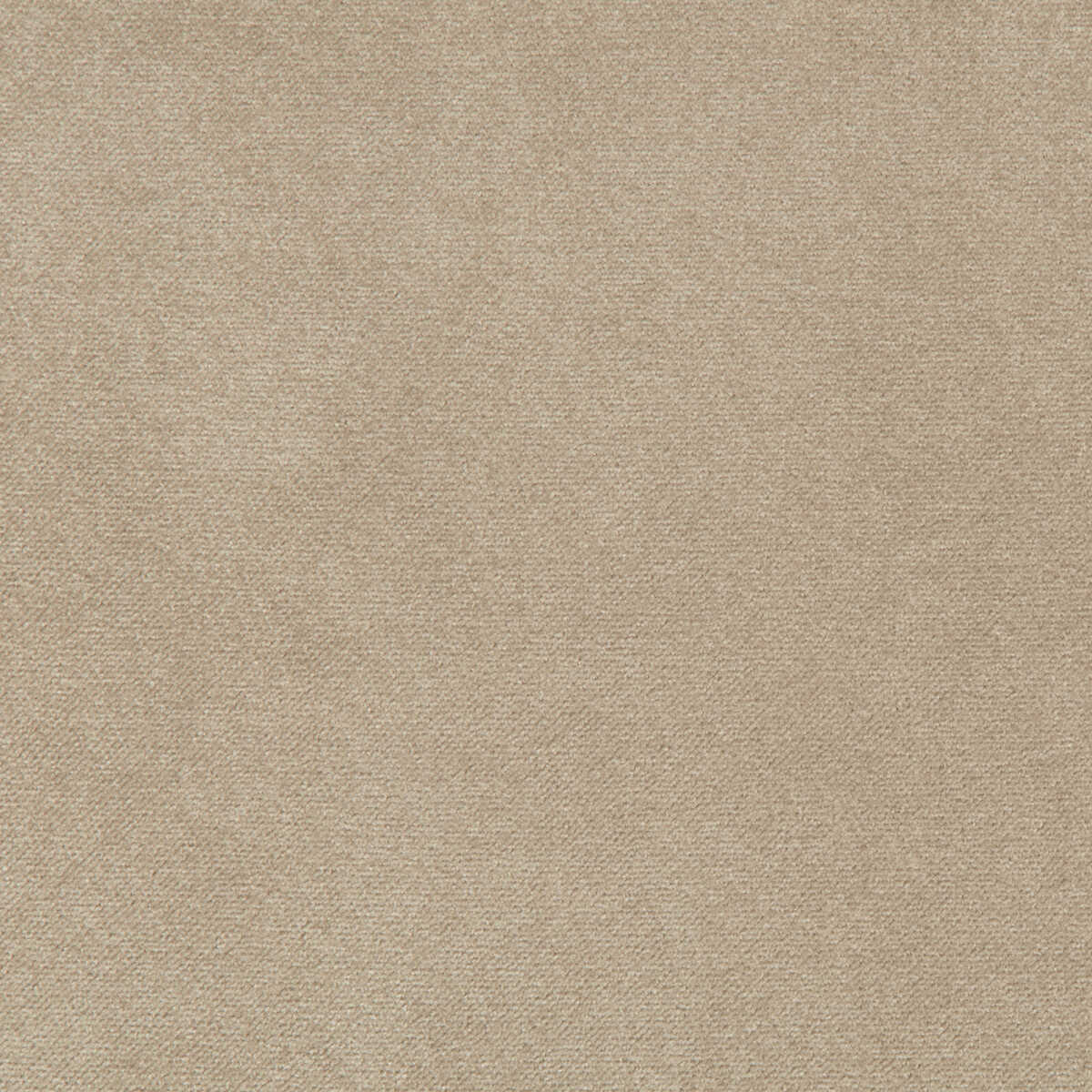 Madison Velvet - Porcini