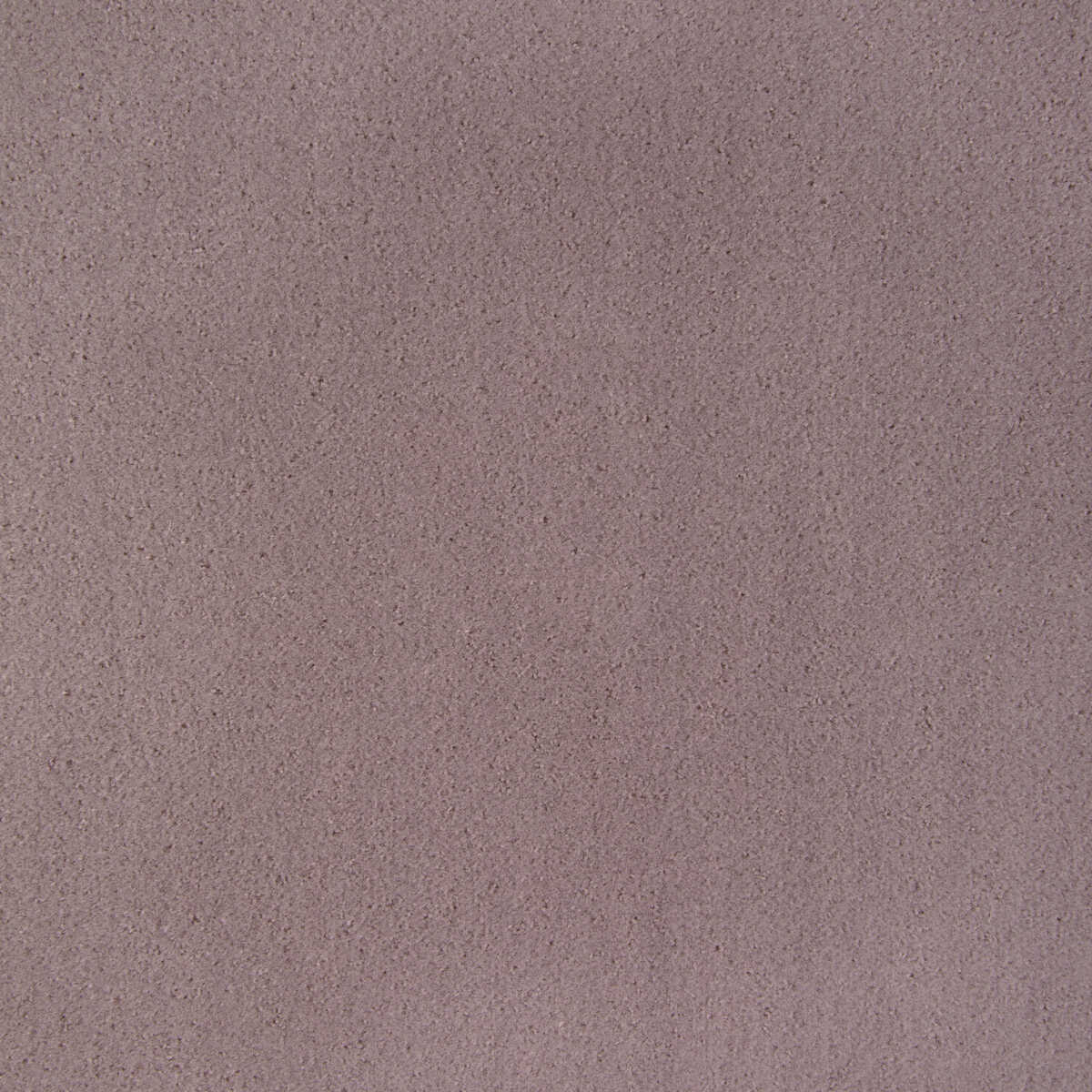 Fomo - Wisteria