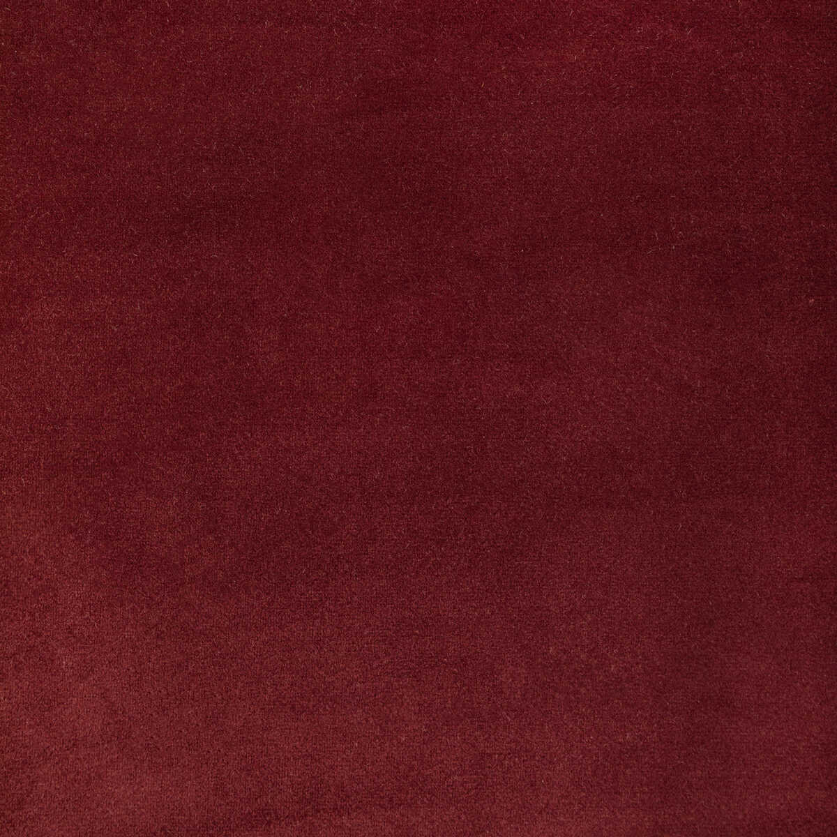 Rocco Velvet - Currant