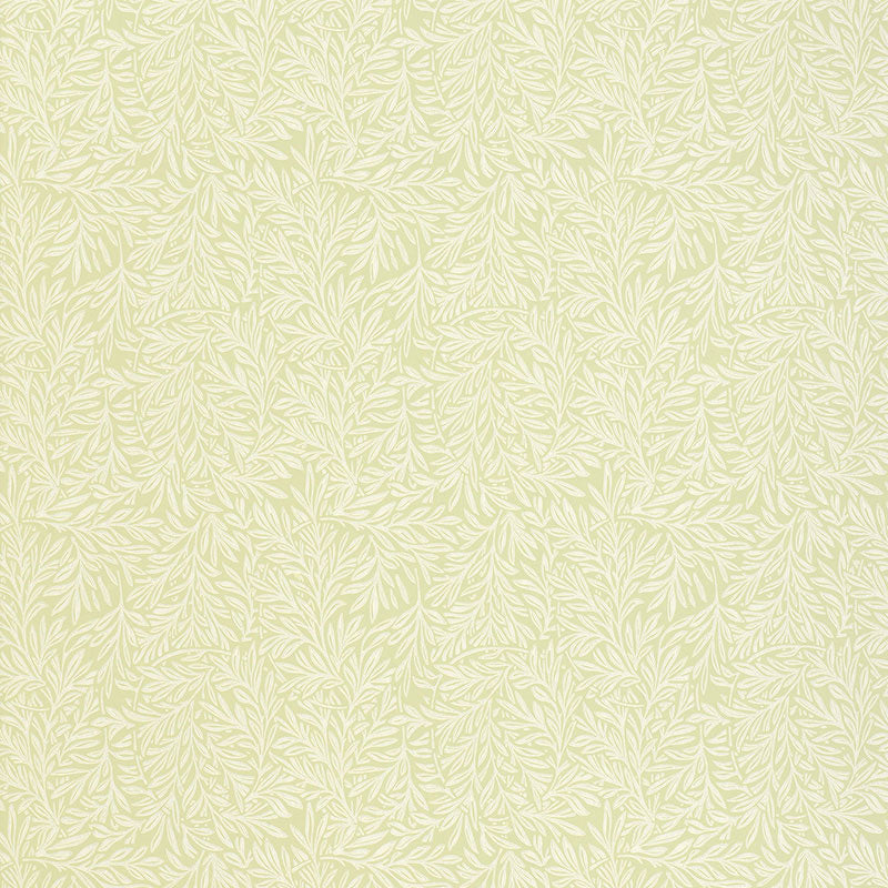 WILLOW-LEAF-SAGE-SCHUMACHER-5004133
