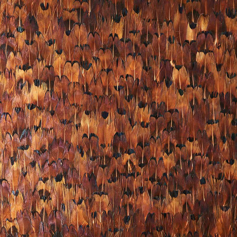 COPPER-CHOCOLATE-SCHUMACHER-5008388