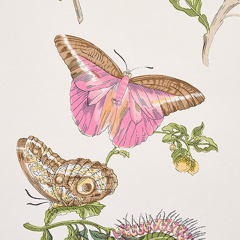 BAUDIN-BUTTERFLY-BLUSH-SCHUMACHER-5010690