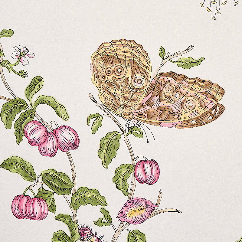 BAUDIN-BUTTERFLY-BLUSH-SCHUMACHER-5010690