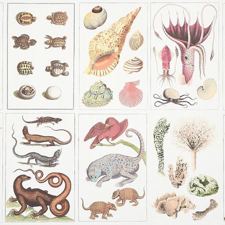 Bauhin - Document Multi - Schumacher 5012090 Wallpaper - Schumacher Wallpaper