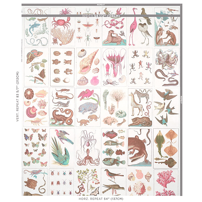 BAUHIN-SOFT-MULTI-SCHUMACHER-5012091