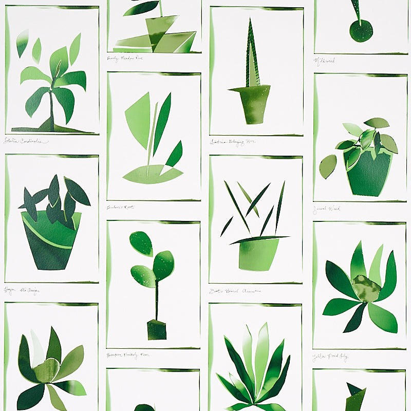 Botanicals Greenhouse wallpaper by Schumacher, 5012691 - Schumacher Wallpaper