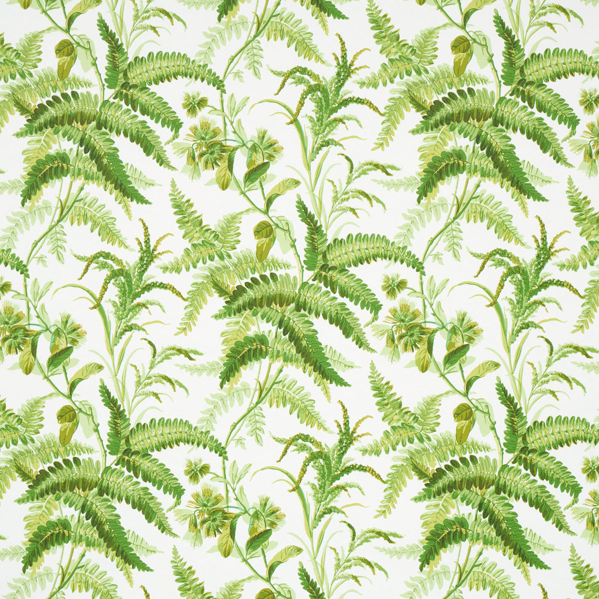 MYERS-FERN-TROPICAL-SCHUMACHER-5013231