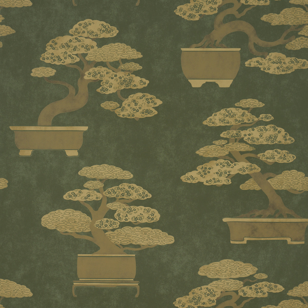 BONSAI-TREE-OLIVE-SCHUMACHER-5018000