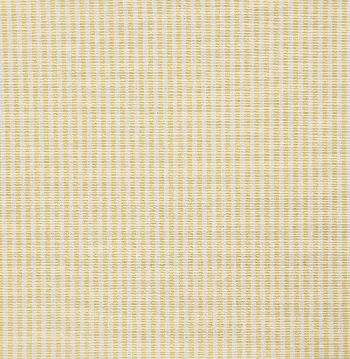 7107-savannah-daffodil-pindler