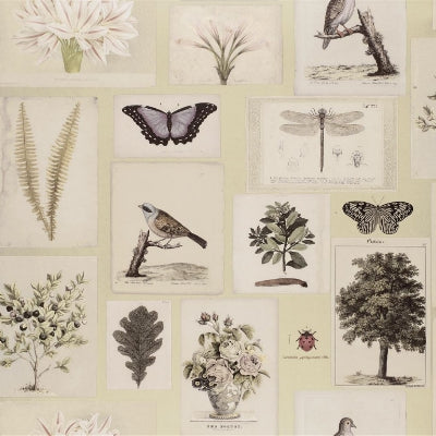 flora-and-fauna-john-derian-pjd6001-03 - John Derian Wallpaper