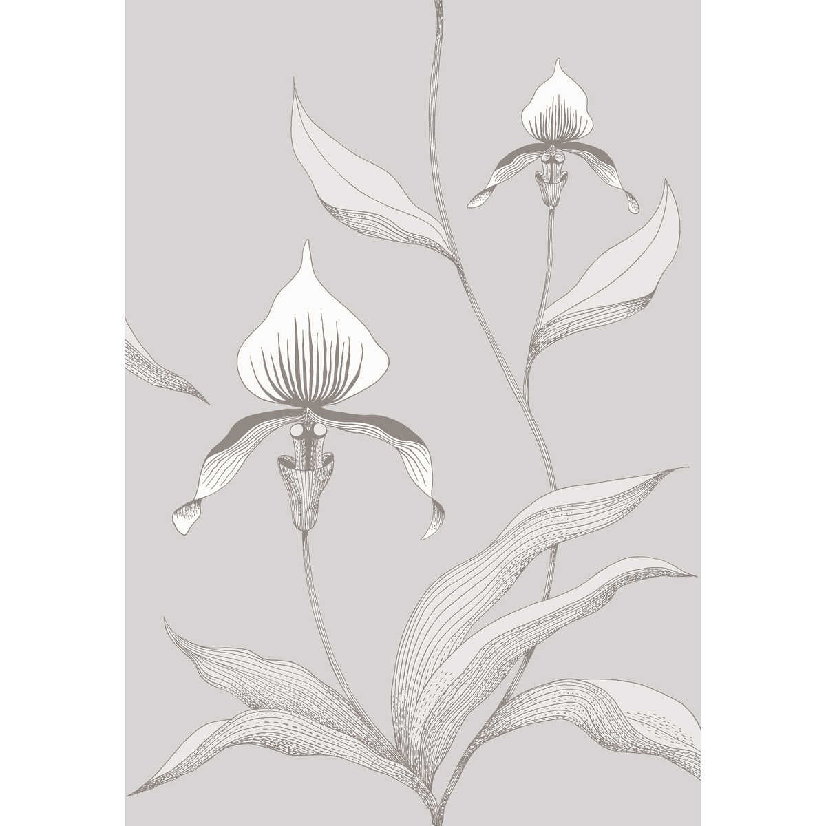 Orchid - Grey/White - COLE & SON Wallpaper