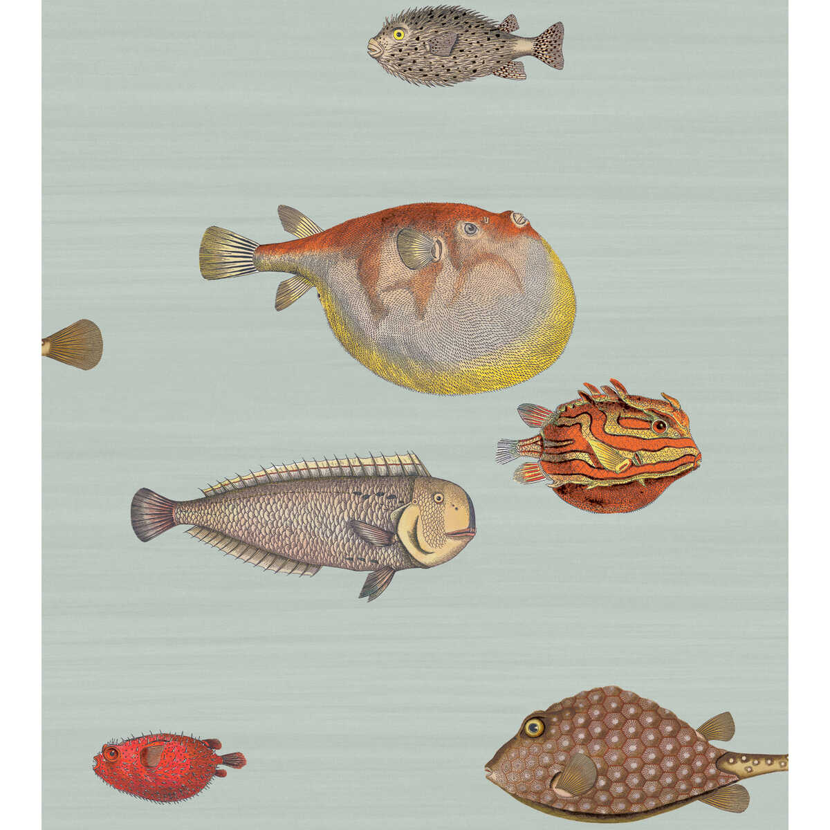 Acquario - Print Room Blue - COLE & SON Wallpaper