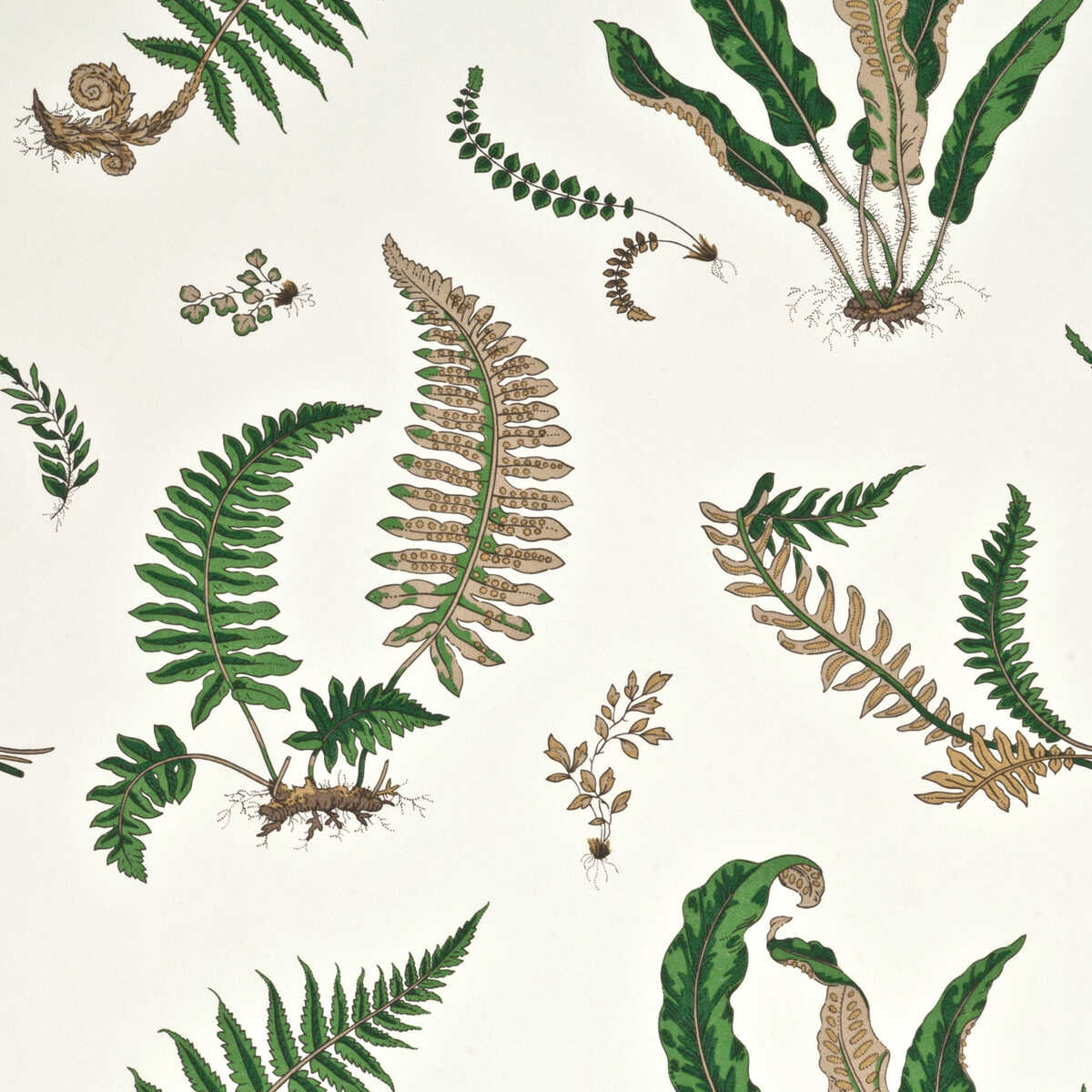 Ferns - Original Green - G P & J BAKER Wallpaper