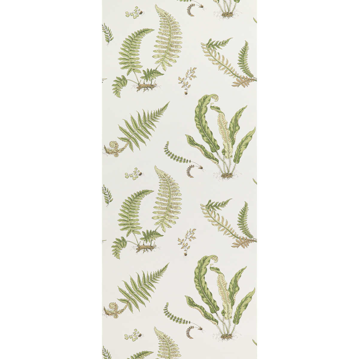 Ferns - Leaf - G P & J BAKER Wallpaper