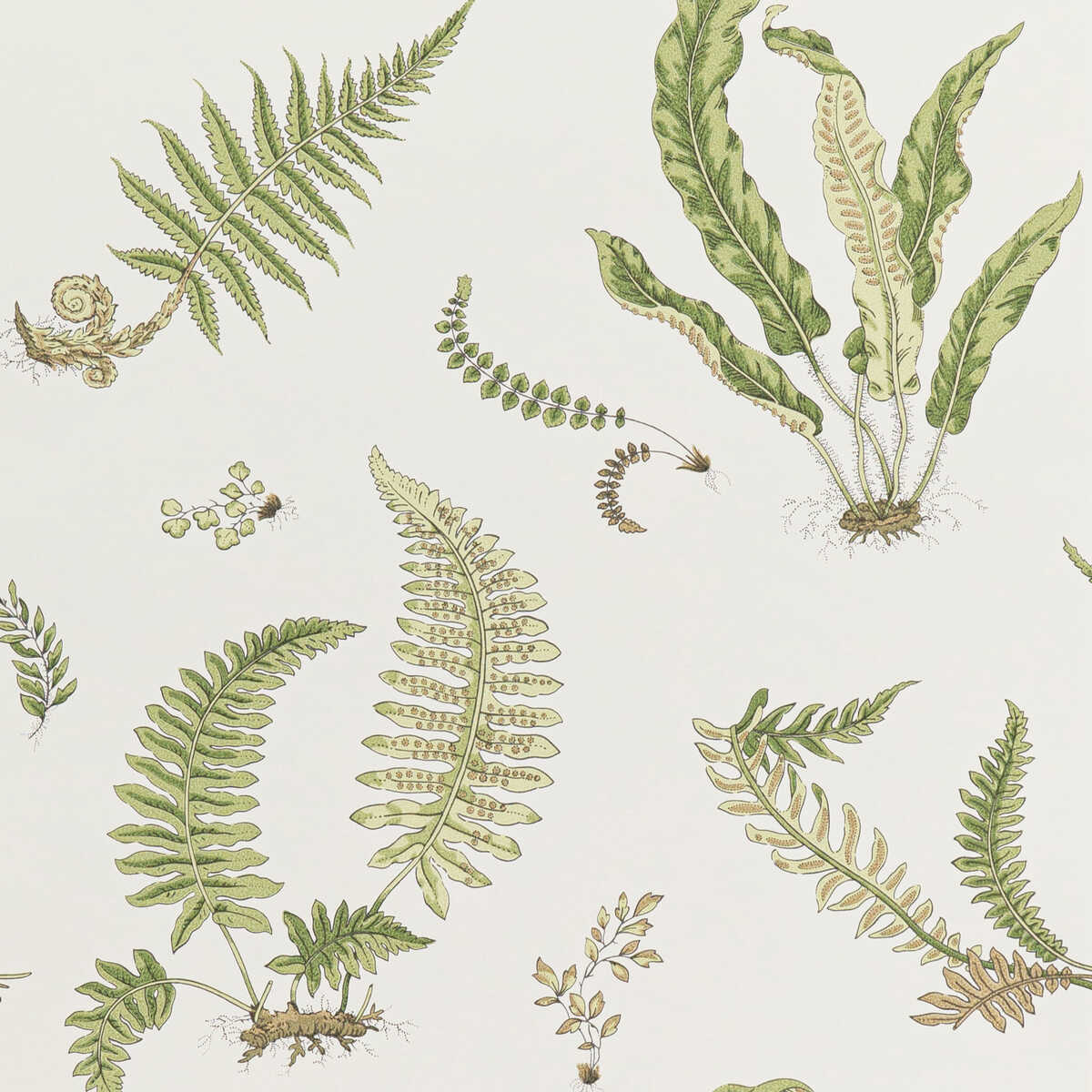 Ferns - Leaf