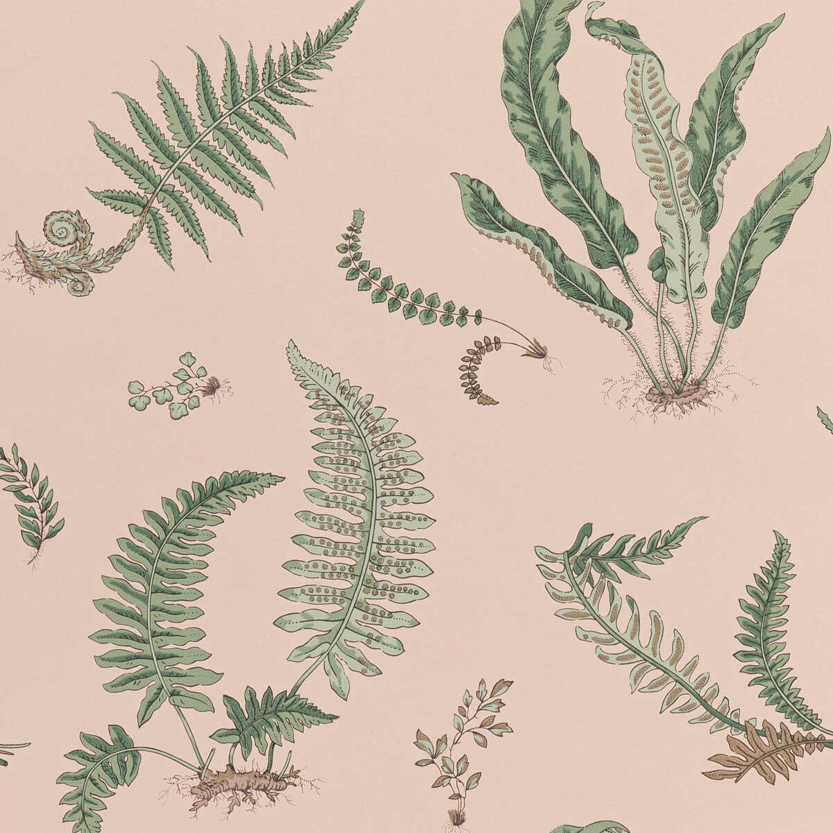 Ferns - Blush - G P & J BAKER Wallpaper