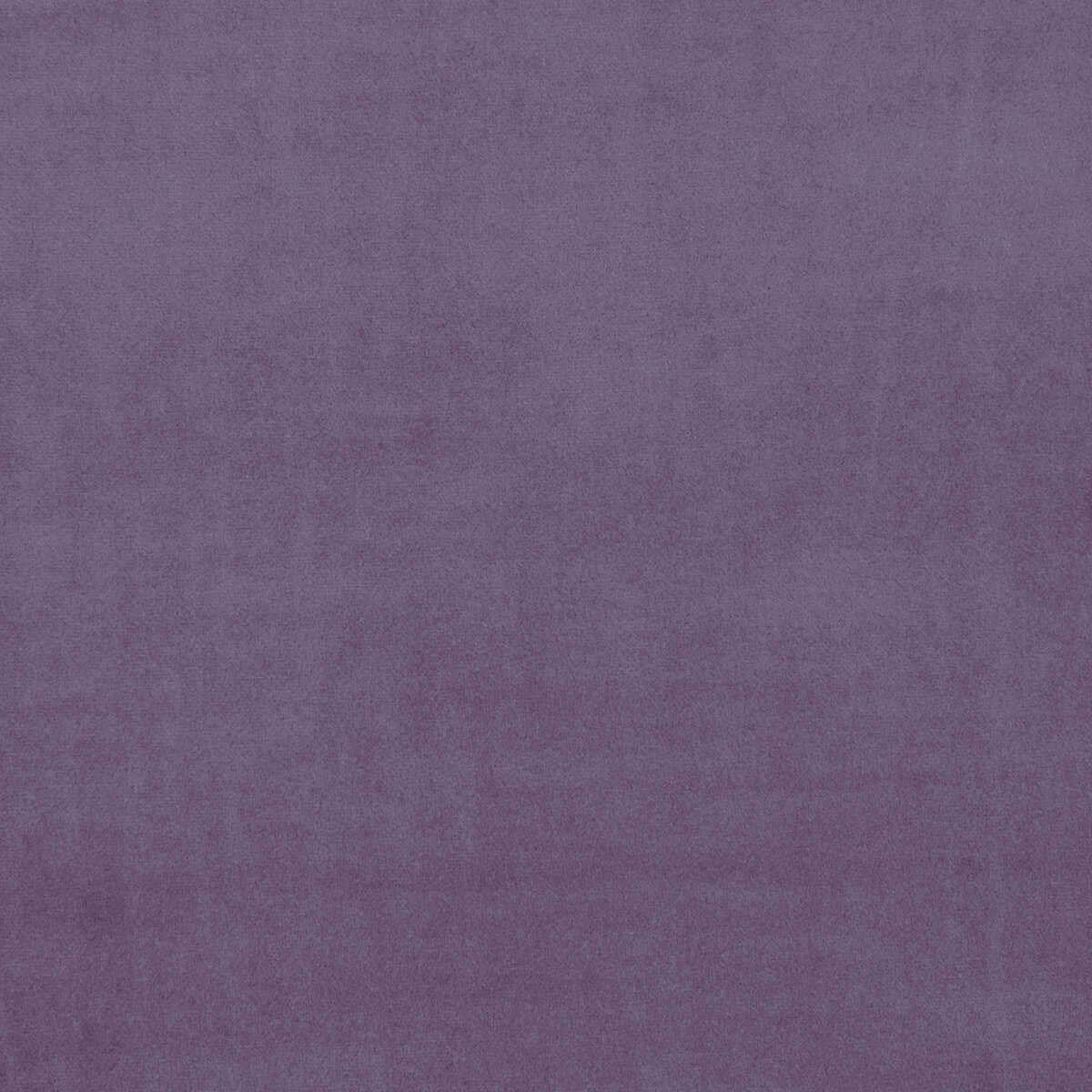 Alvar - Lavender