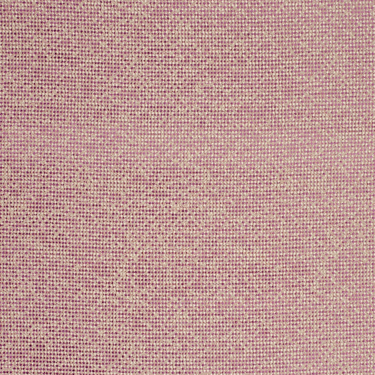 Beauvoir - Orchid