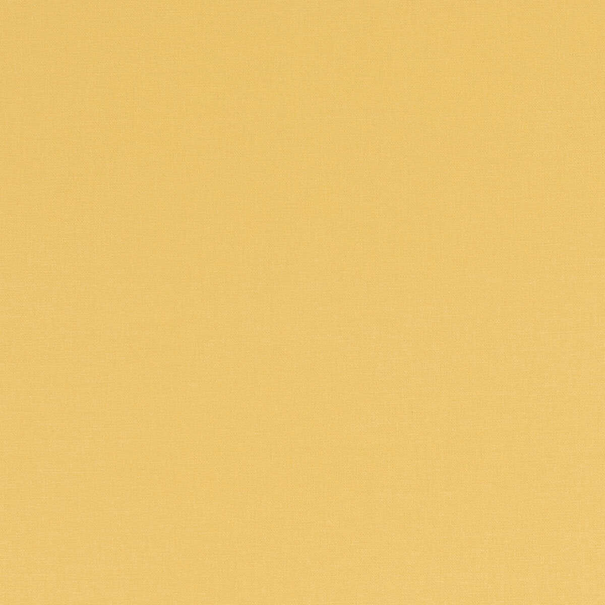Alora - Buttercup