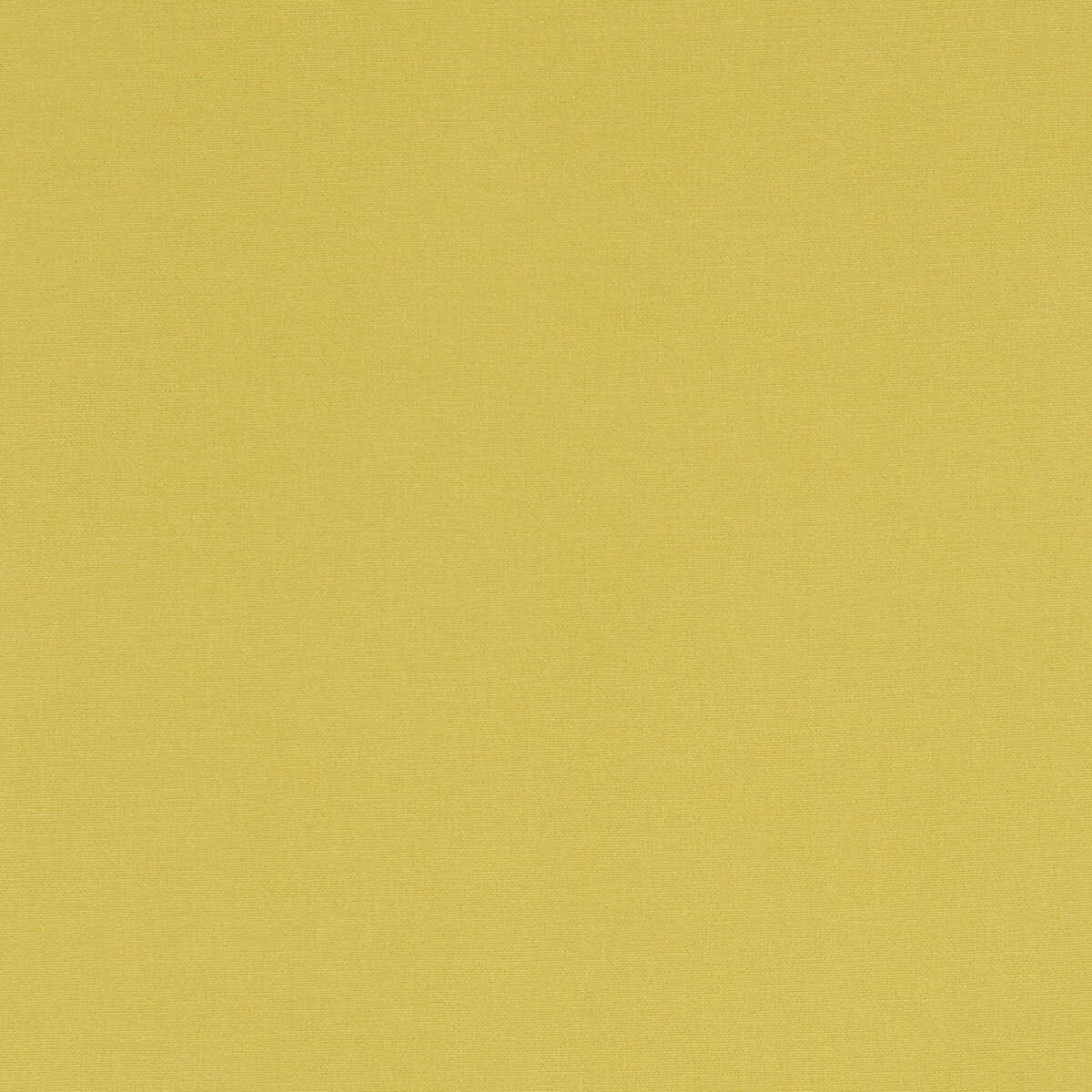 Alora - Celery