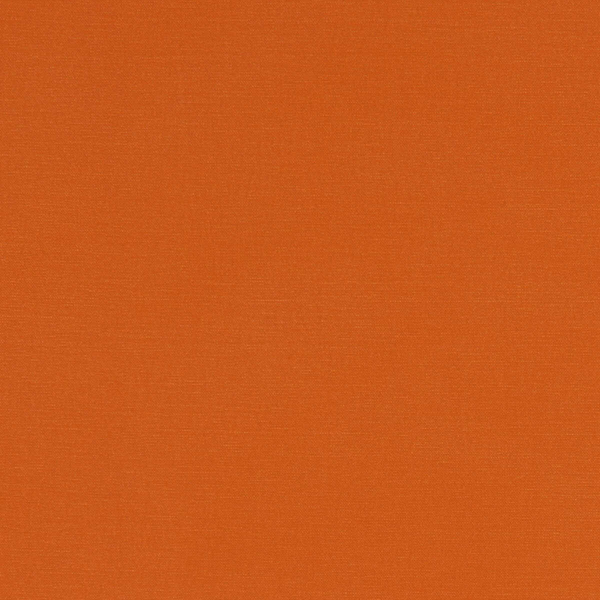 Alora - Spice