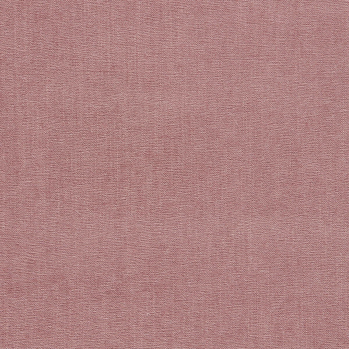Jaipur - Rose