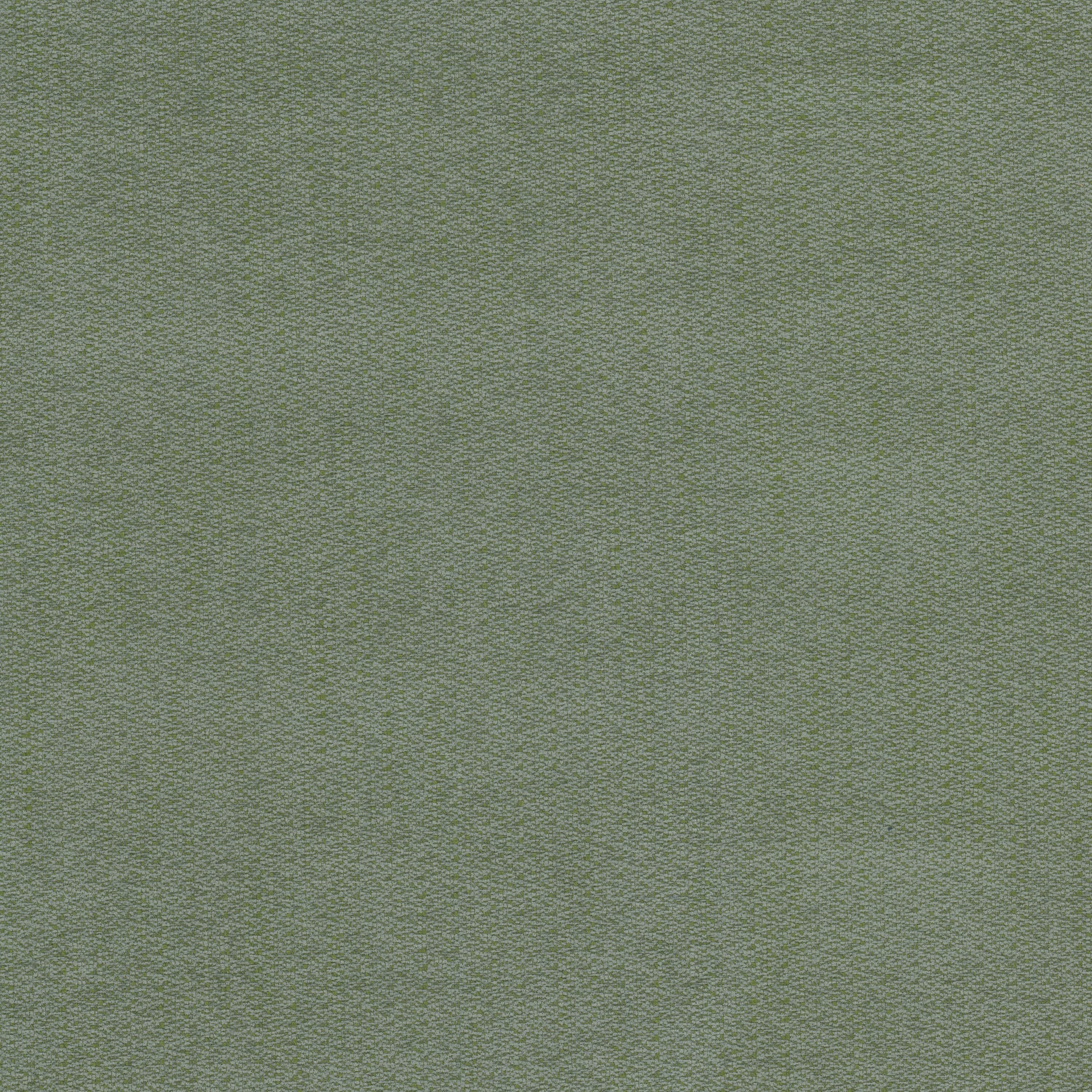 KIEV-1-SEEDLING-STOUT-TEXTILES