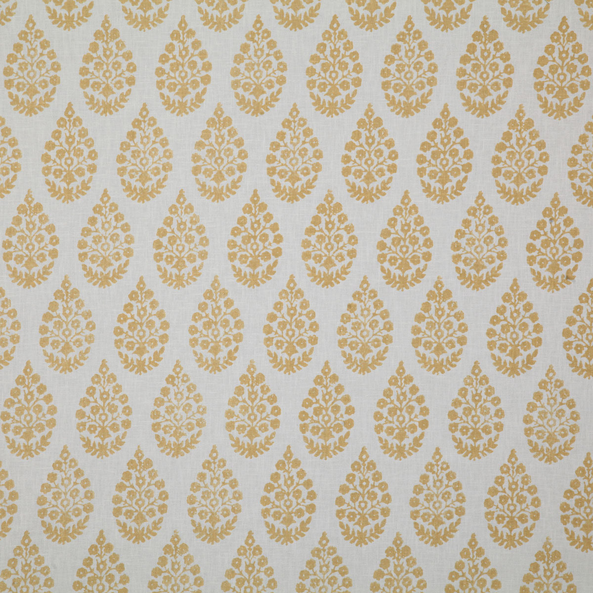 p6538-charu-maize-pindler