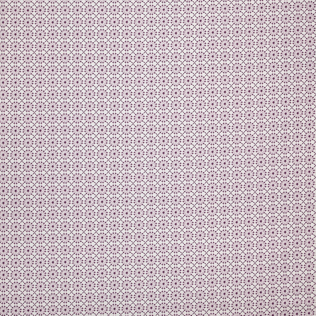 p6872-augustine-orchid-pindler
