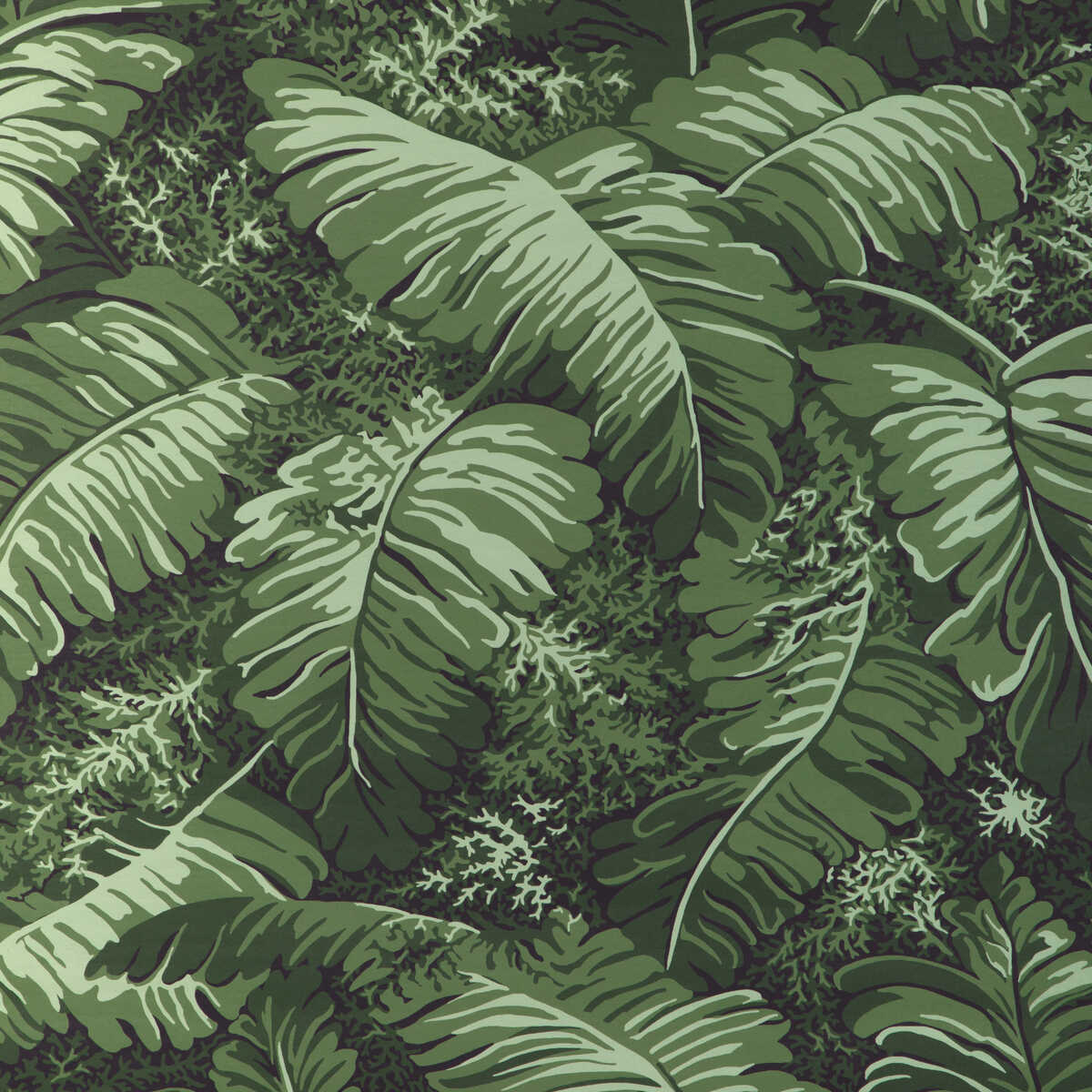 Feuilles De Bananier - Leaf