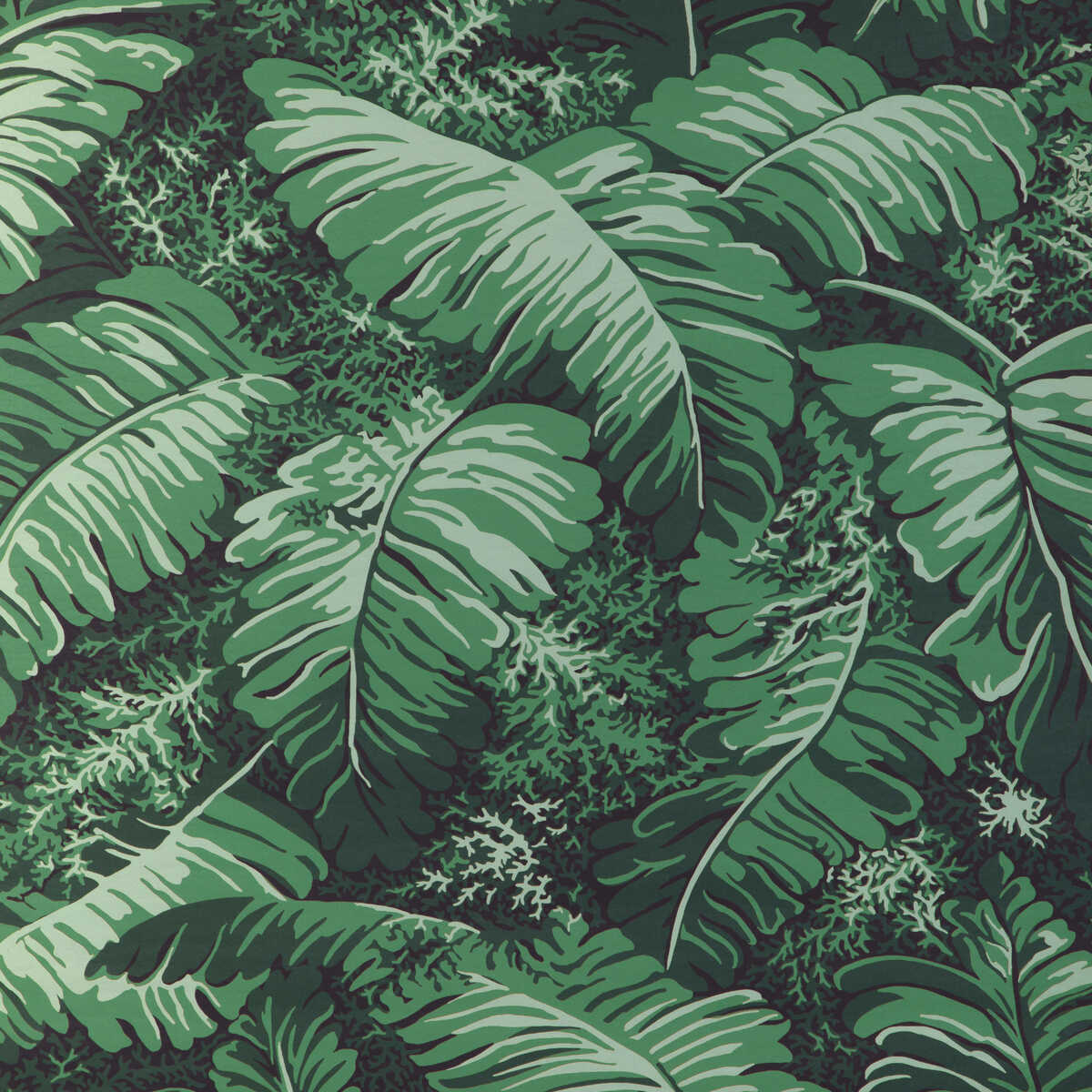 Feuilles De Bananier - Ivy