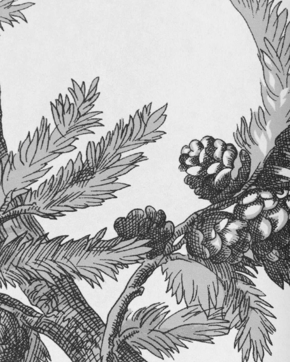 Branches De Pin Wc - Grey - BRUNSCHWIG & FILS Wallpaper