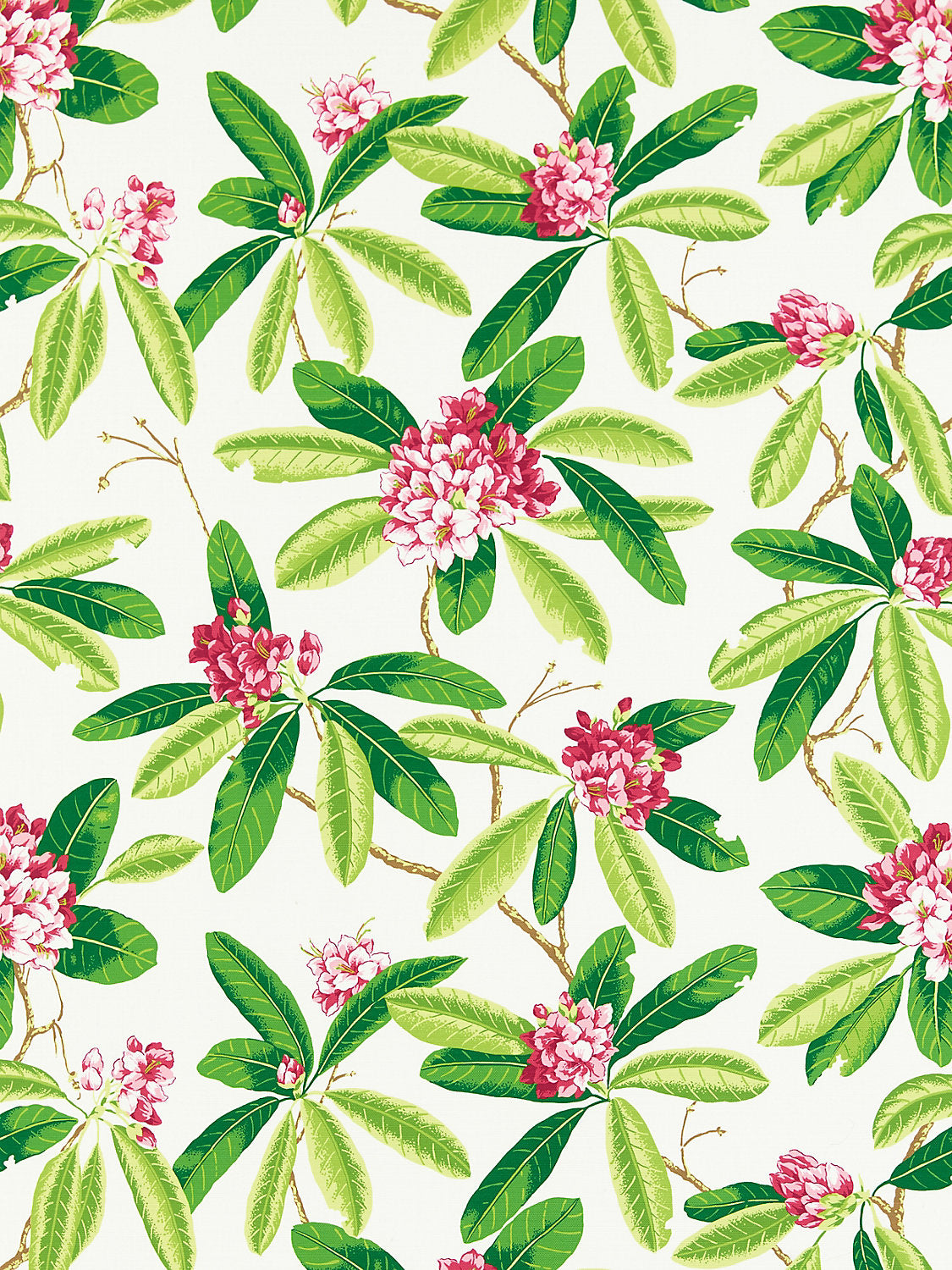 Rhododendron | Outdoor - Fuschia