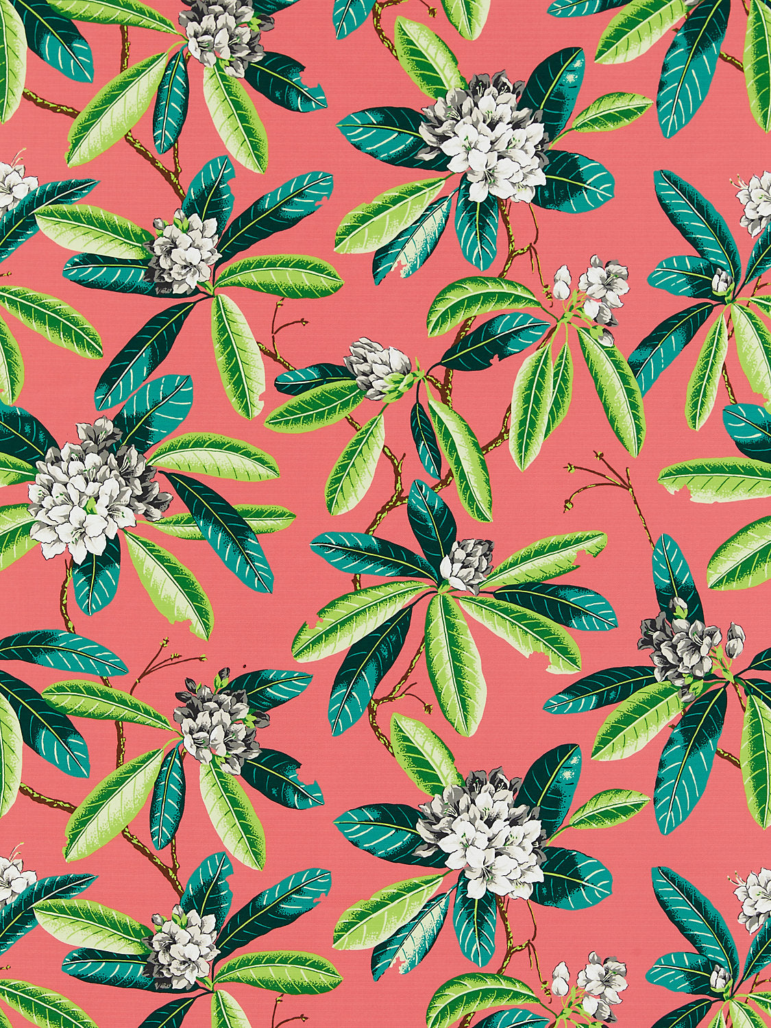 Rhododendron | Outdoor - Flamingo