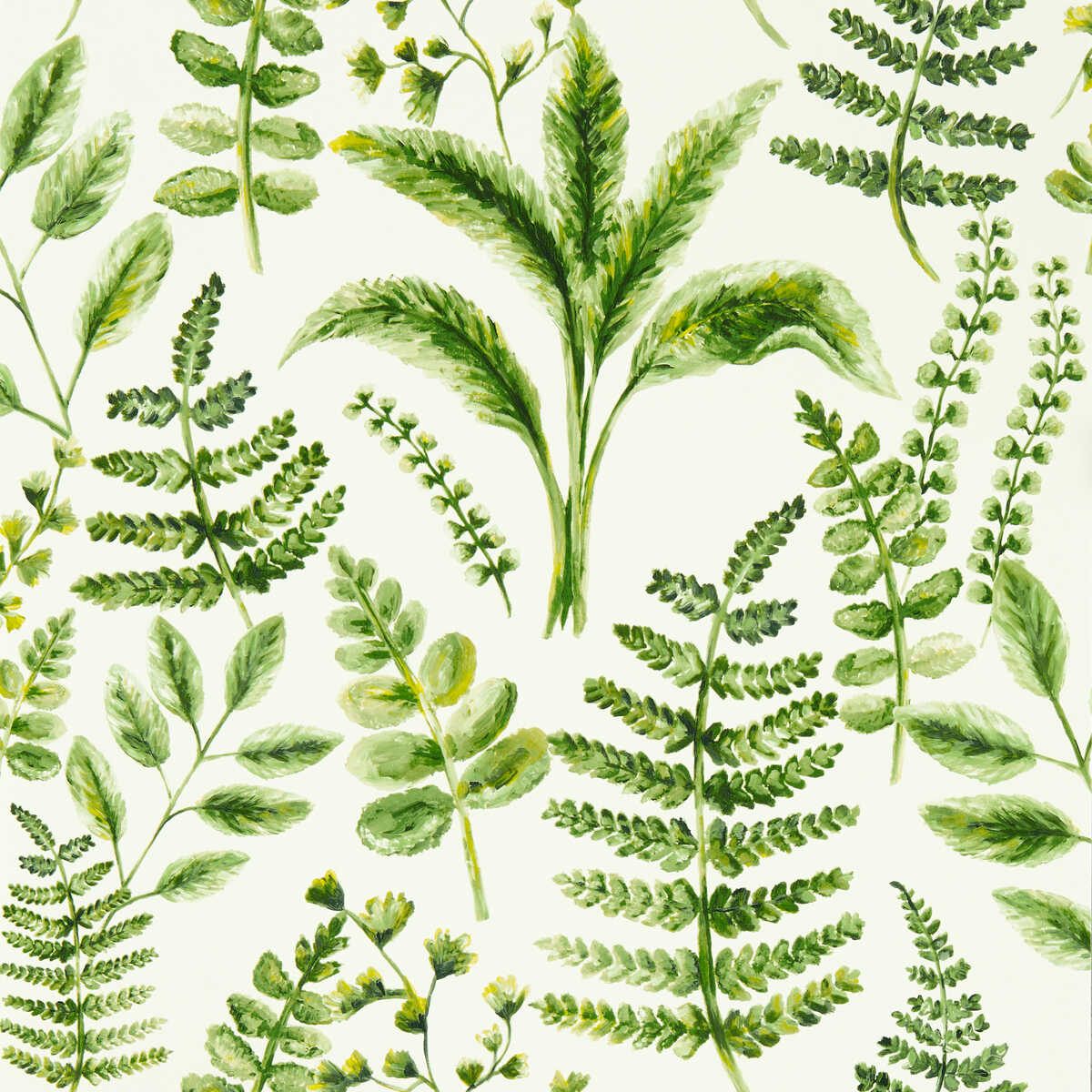 Bracken - Forest Wp