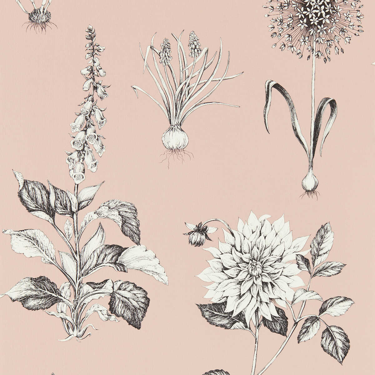 Roseraie - Blush Wp - CLARKE AND CLARKE Wallpaper