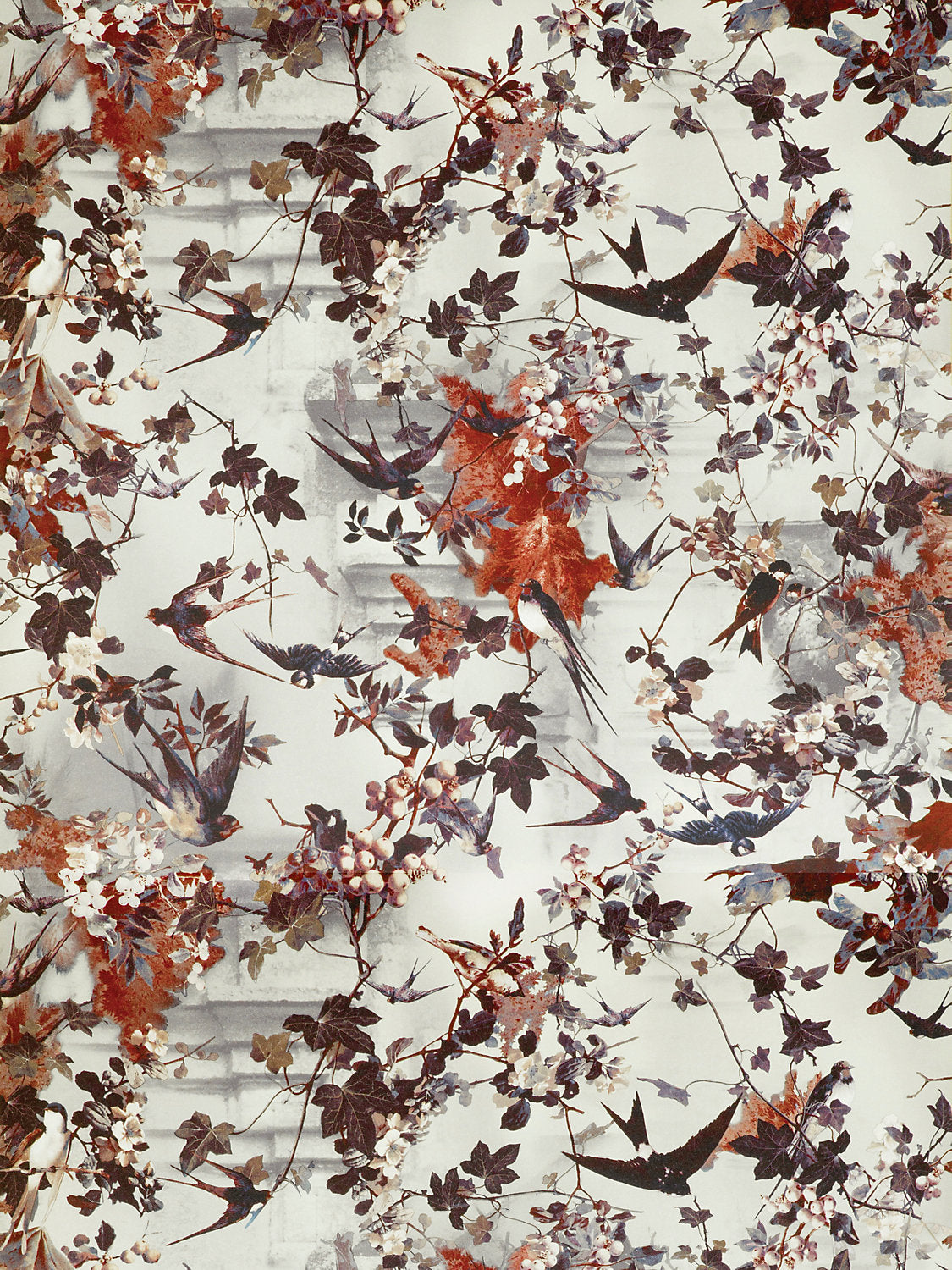 Hirondelles - Hiver