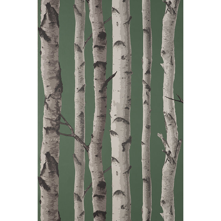 Picture of Chester Dark Green Birch Trees Wallpaper